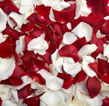 Red & White Petals