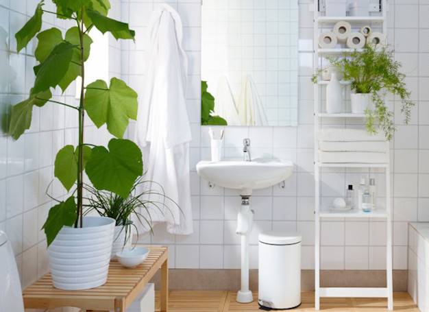 Plants Adding Touch of Green to the Bathroom