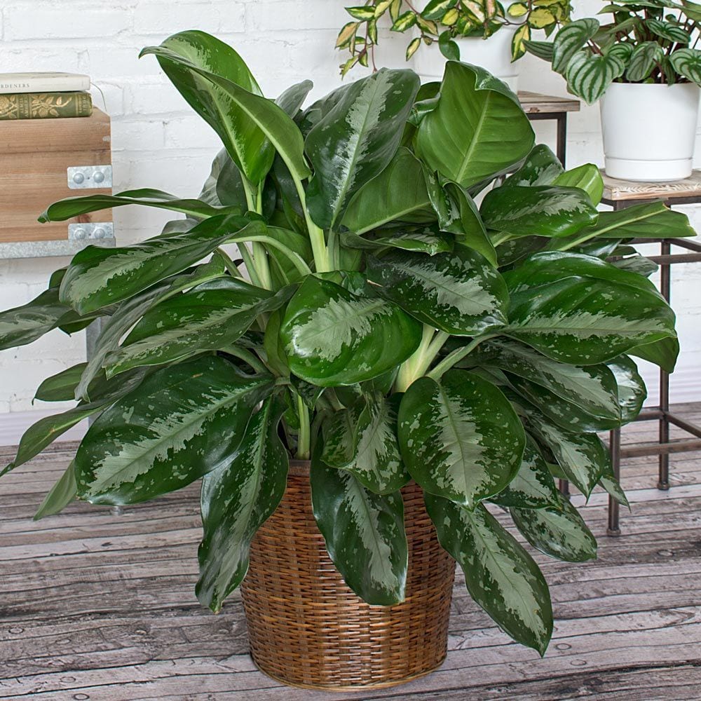 An Evergreen Plant in a Bathroom