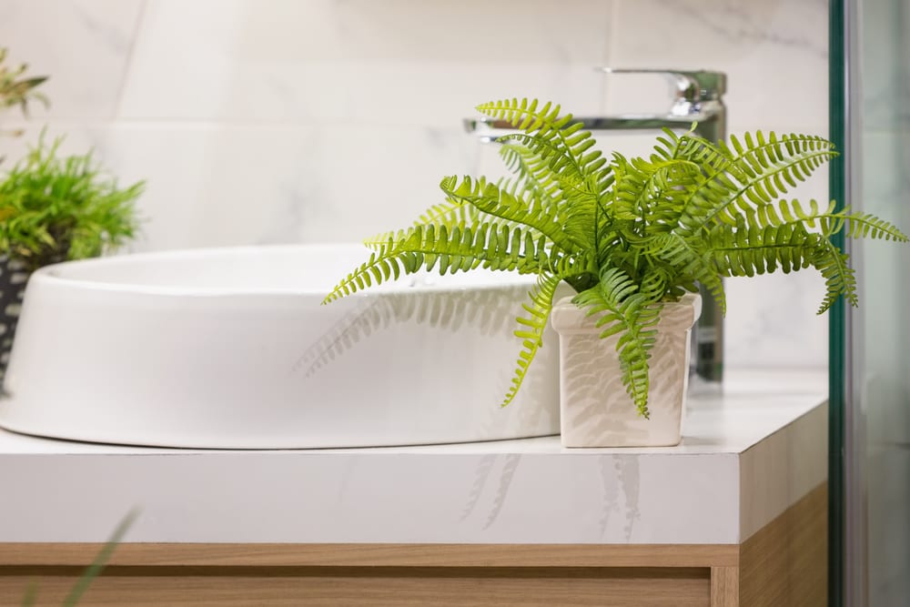 A small Fern plant next to the bathroom sink