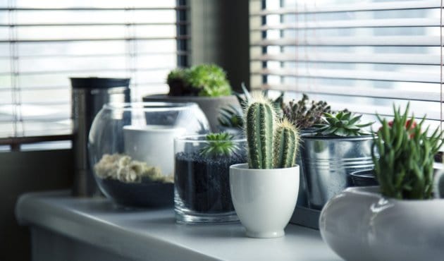 Indoor Plants & Their Pots