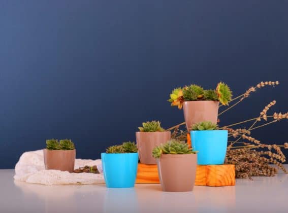 Colourful Plant Pot Cups